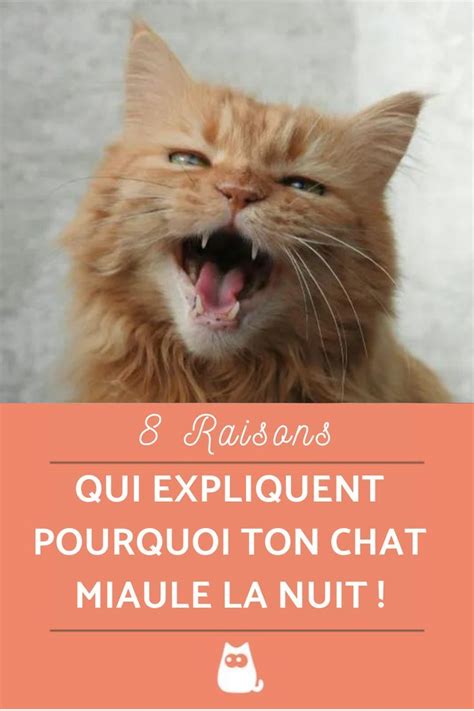 chat qui miaule la nuit solution|Mon chat miaule la nuit : pourquoi et que faire